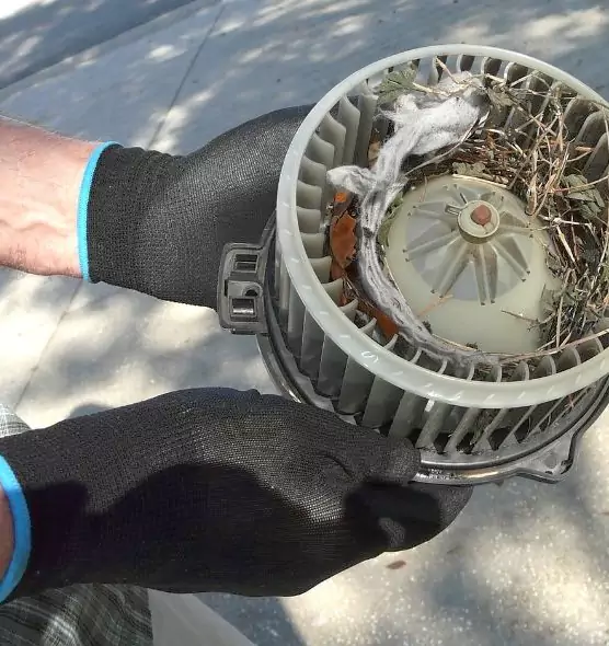 About Air Duct Mice Removal in Mill Creek, WA